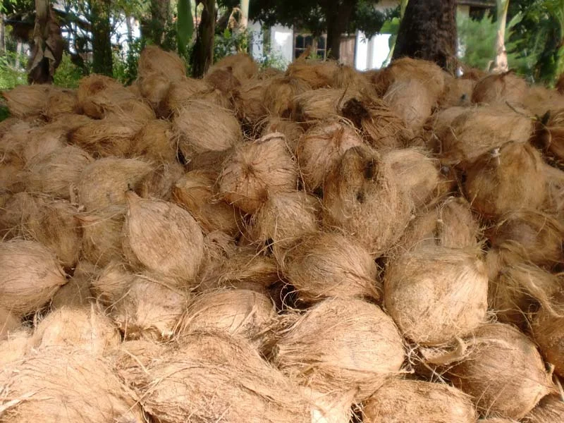 coconut